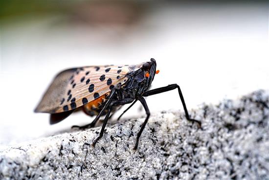 Spotted Lanternfly Update